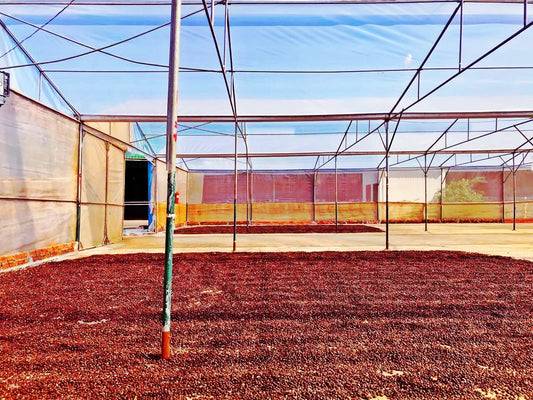 Yahava's coffee preparation in Laos.