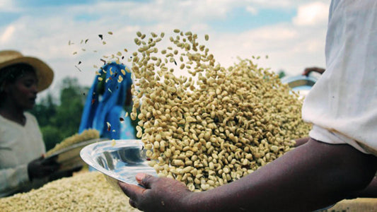 men sifting nuts