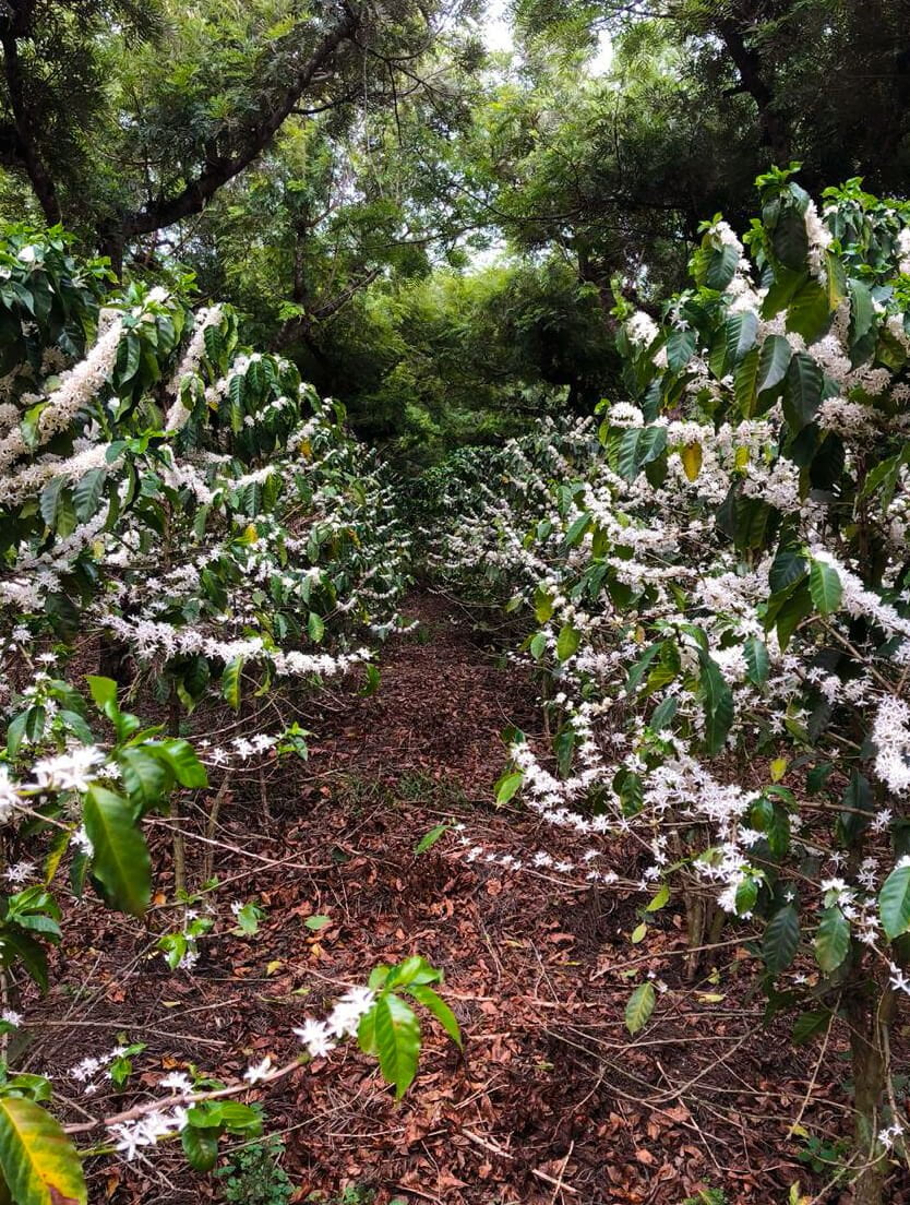 Flowering Coffee Trees in His Plantation Located in Antigua Guatemala