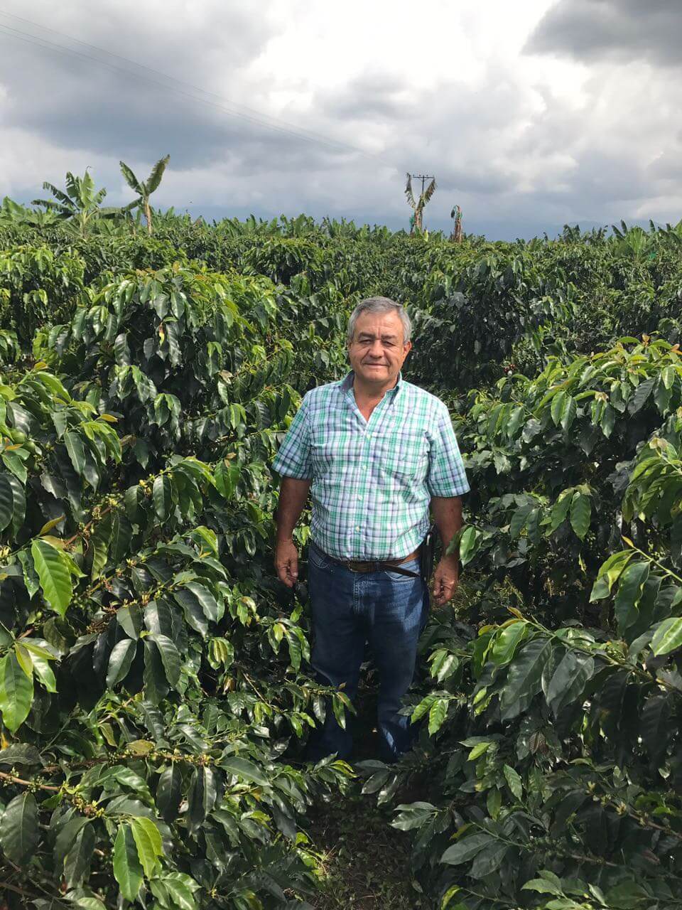 Man amongst the farming of coffee beans.