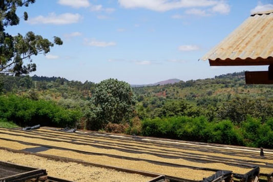 Specialty Estate October 2024: Smallholder Tanzania