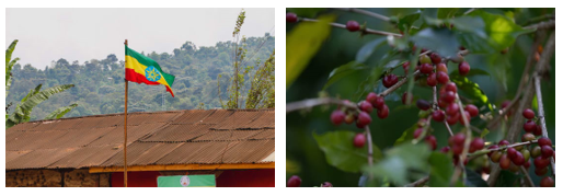 From the Highlands of Yirgacheffe: October's Specialty Estate Release