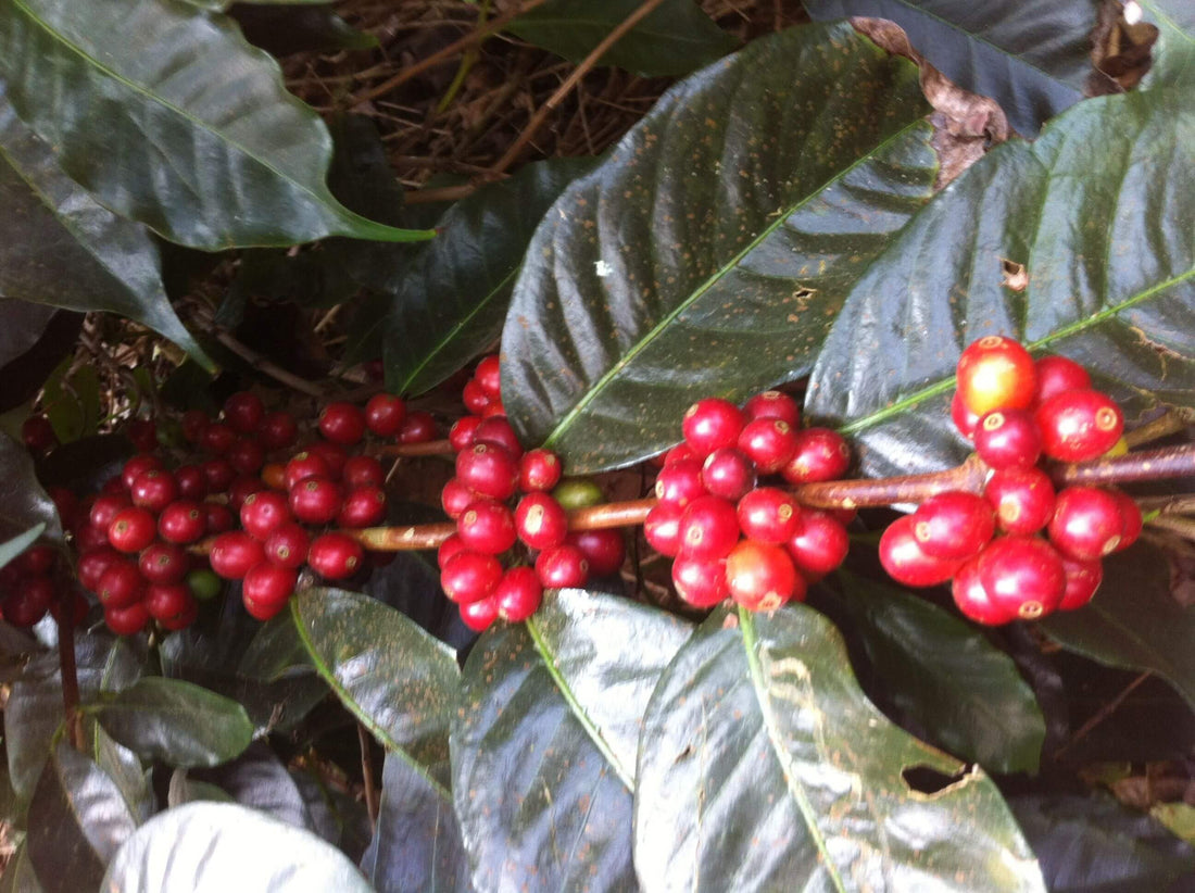 Photograph of coffee cherries. Learn about the lifecycle of coffee beans at Yahava's website today.