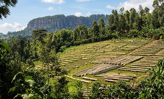 July Specialty Estate: Kenya Kirinyaga – Bold, Bright & Beautifully Washed