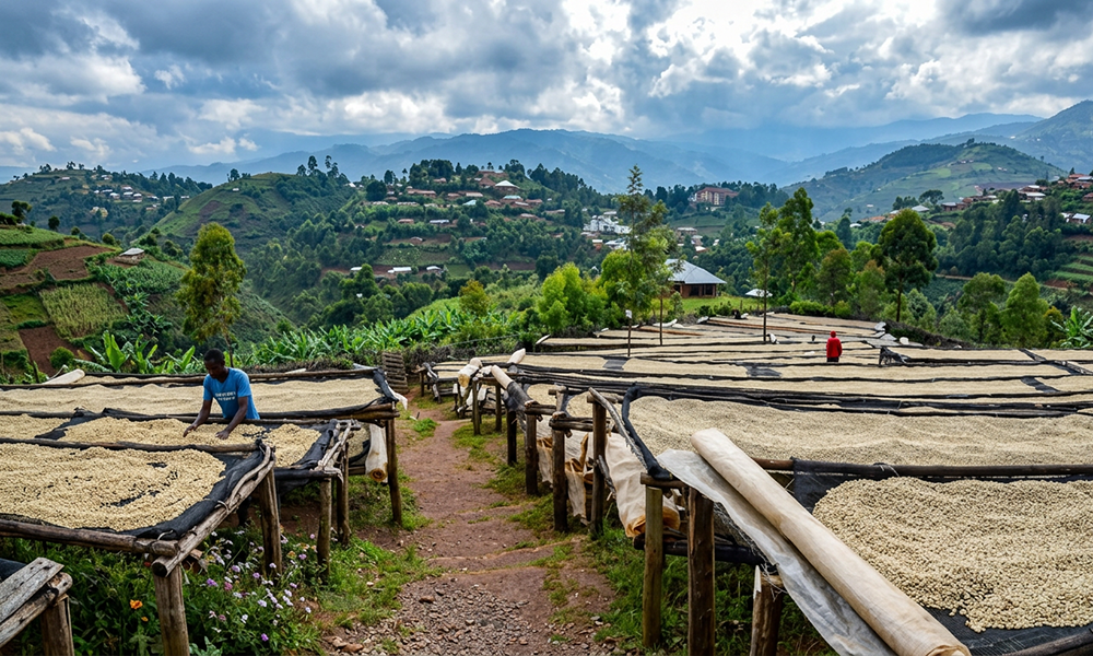 Burundi, Kigina – A Refined Take on Natural Processing