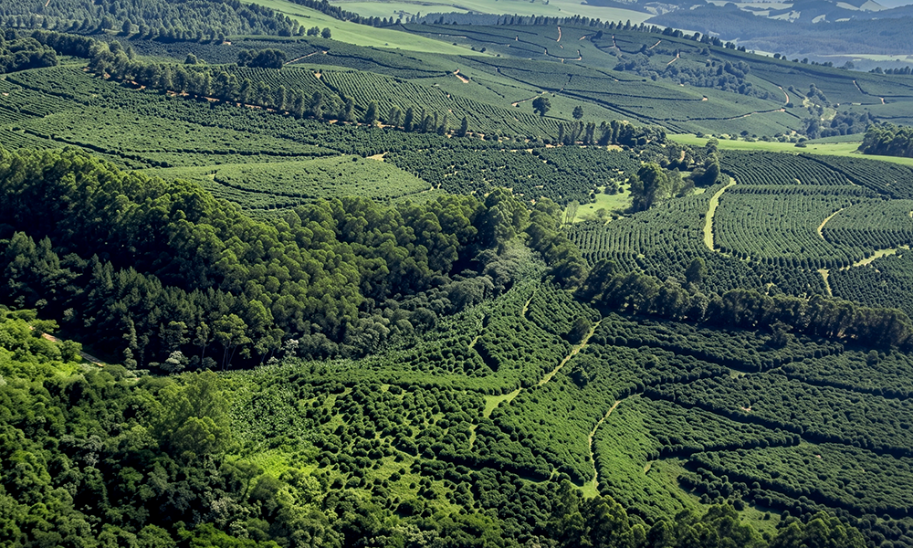 October Specialty Estate: Brazil Monte Alegre – A Classic Cup from Monte Belo