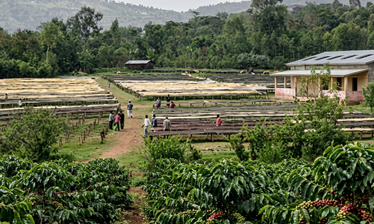 September Specialty Estate: Ethiopia, Yaye – Natural Sweetness from Sidama