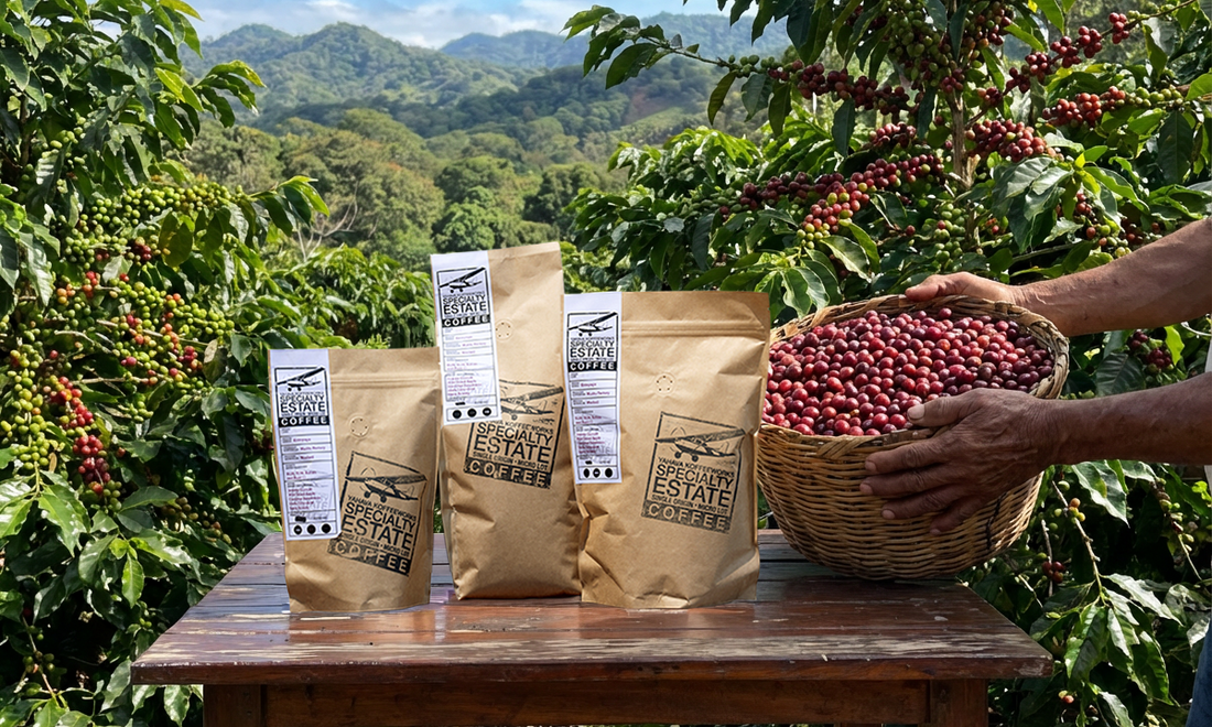 Bright, Sweet, and Distinct: A Parainema Microlot from Nueva Segovia