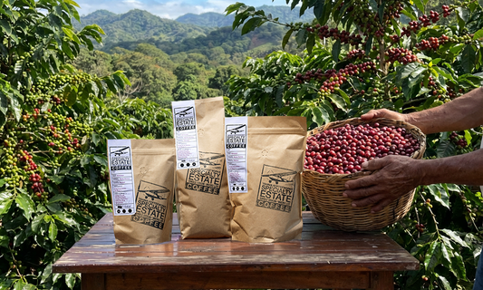 Bright, Sweet, and Distinct: A Parainema Microlot from Nueva Segovia