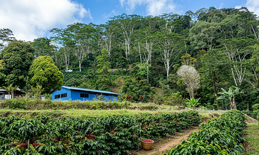 August Specialty Estate: Sulawesi Yolan Tirta – The Brighter Side of Sulawesi Coffee