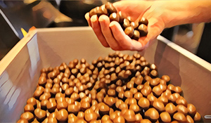 Chocolate Coated Coffee Beans 