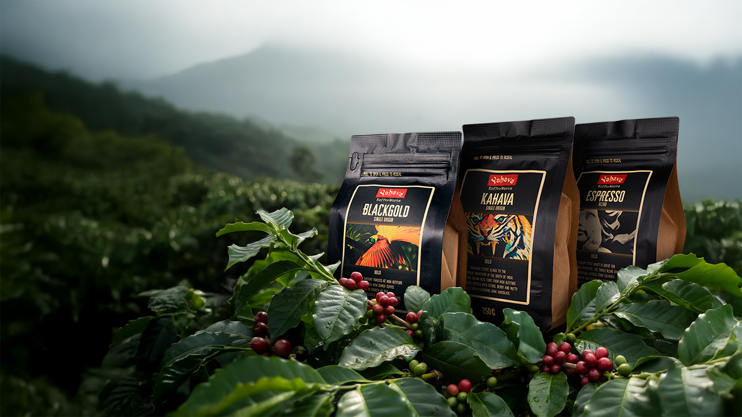 Three coffee bags on a coffee plant with a mountainous background