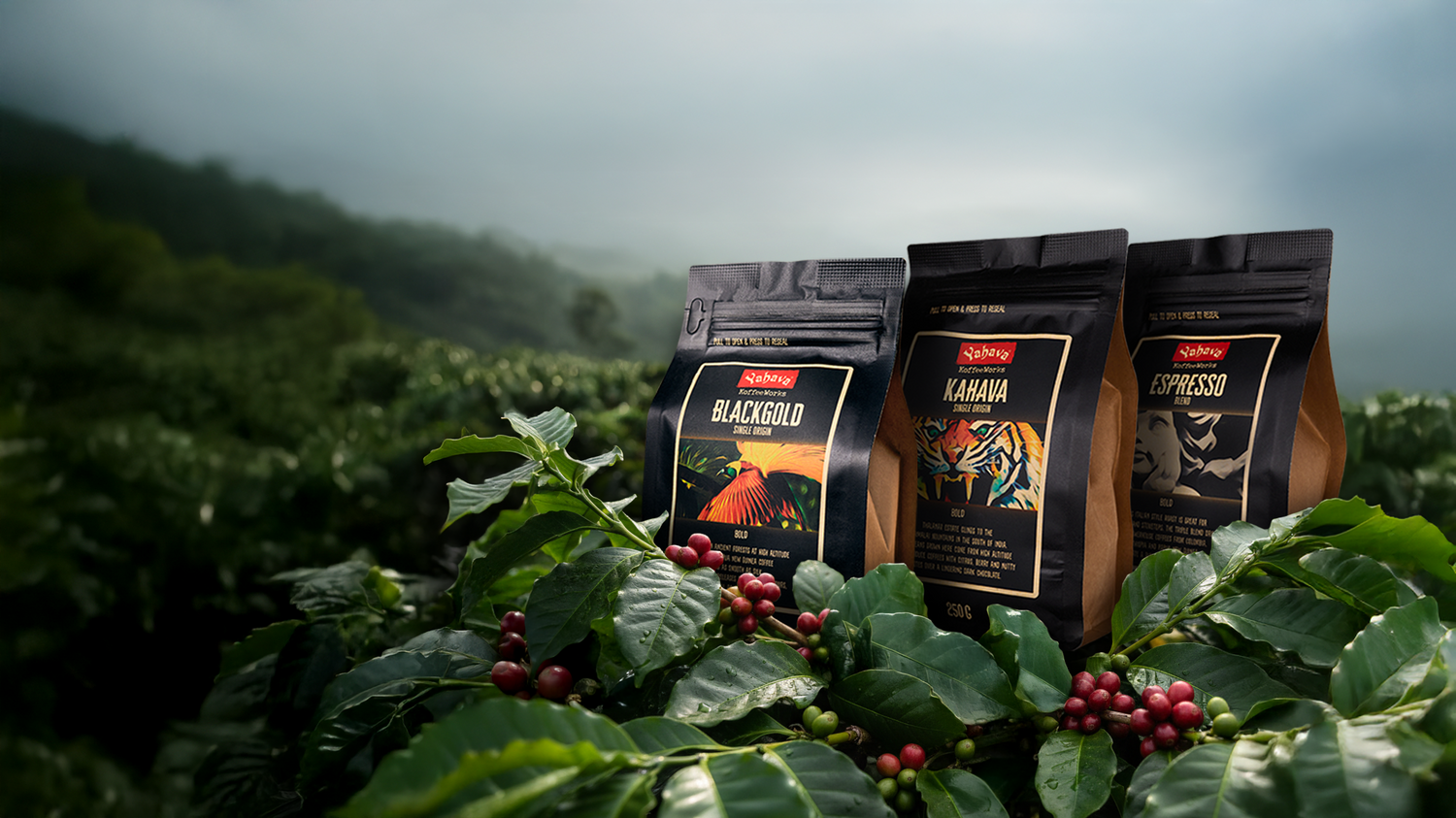 Three coffee bags on a coffee plant with a scenic background